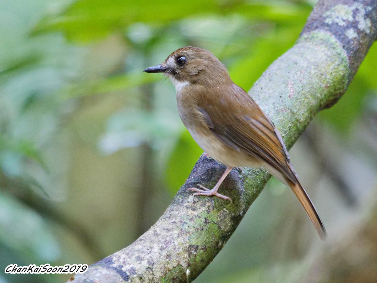 Gray-chested Jungle Flycatcher - Kai Soon Chan