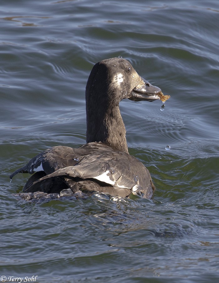 White-winged Scoter - Terry Sohl