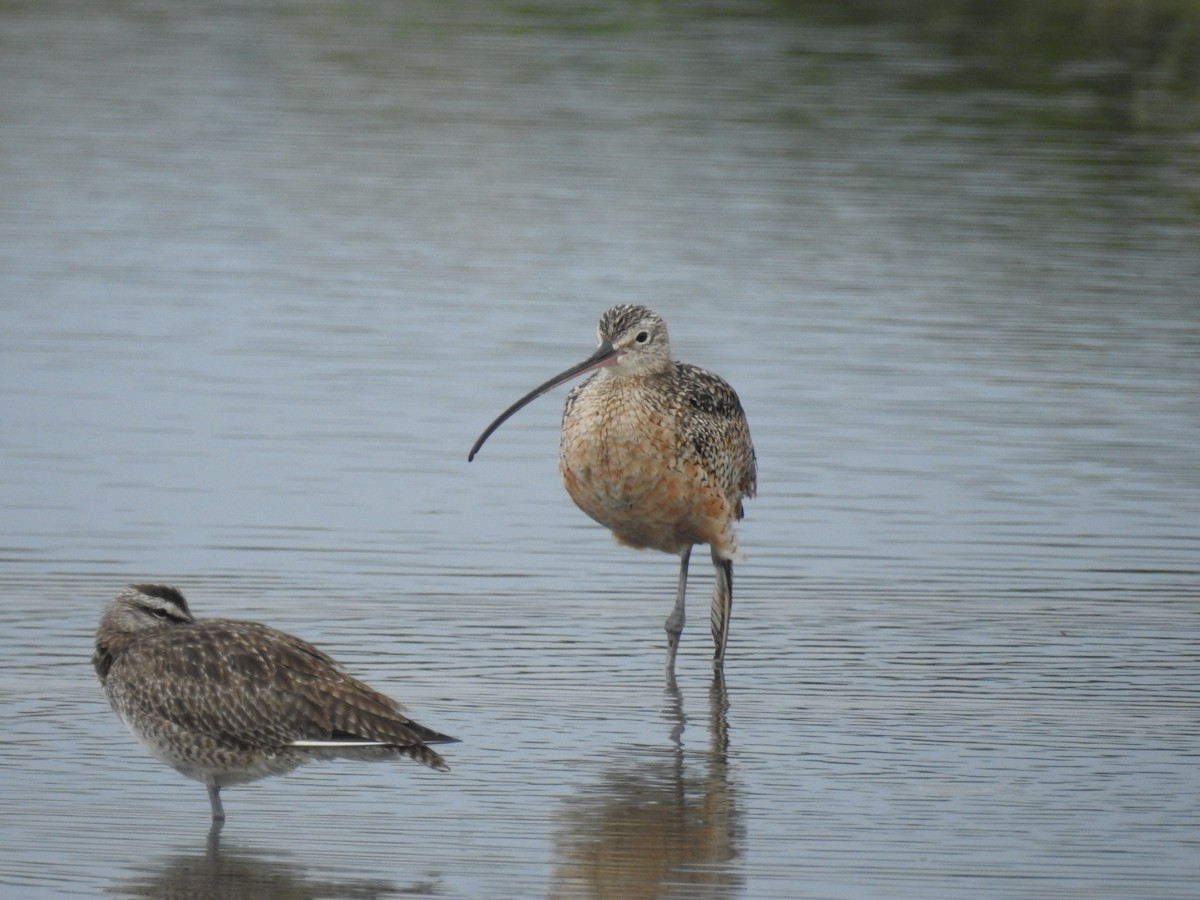 Long-billed Curlew - ML188450891