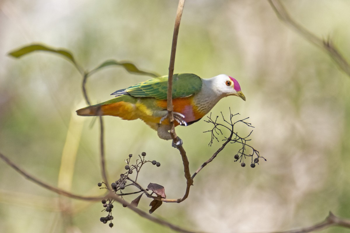 Rose-crowned Fruit-Dove - ML188451271