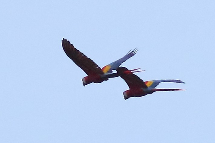 Scarlet Macaw - Mark L. Hoffman
