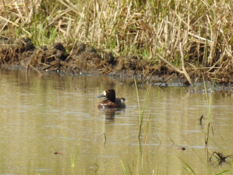 eBird Checklist - 17 Nov 2019 - Reserva Forestal Taboga--Ruff stakeout ...