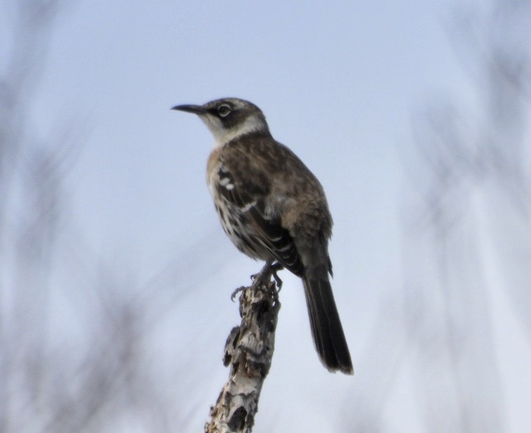 Galapagos Mockingbird - ML188453861