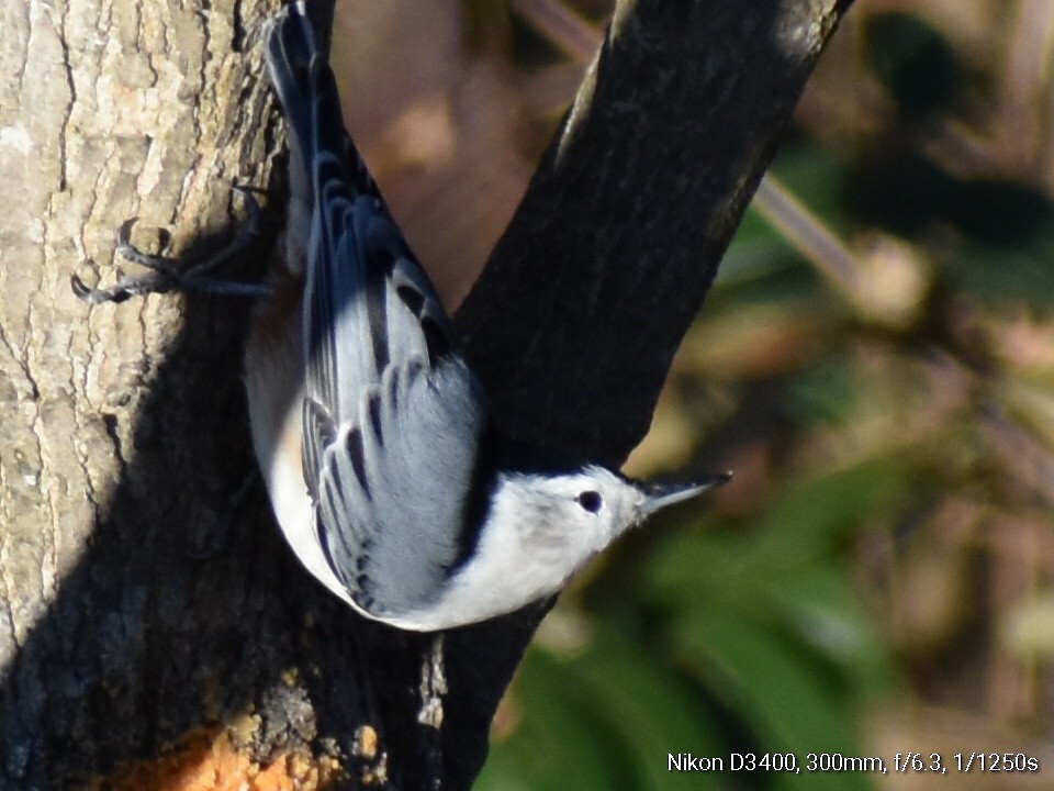 White-breasted Nuthatch - Kathy Mcallister