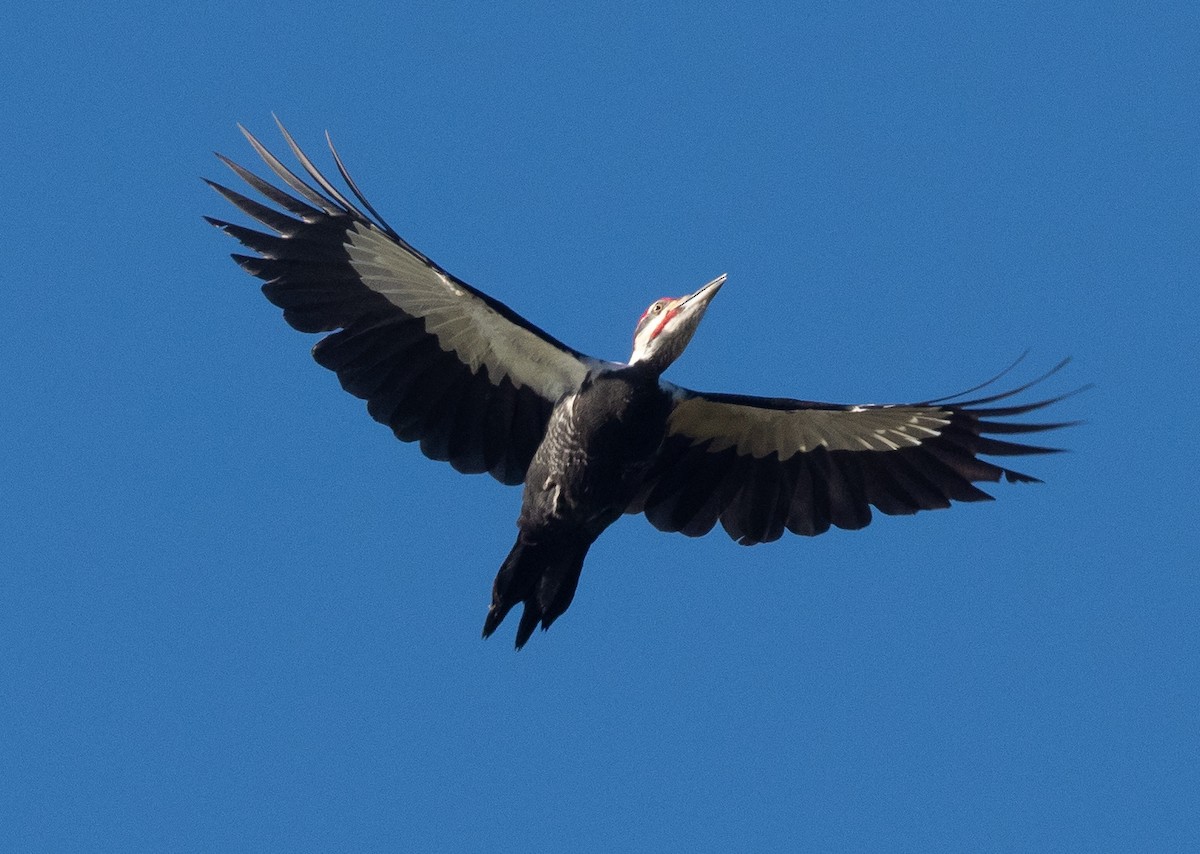 Pileated Woodpecker - Eric Goodill