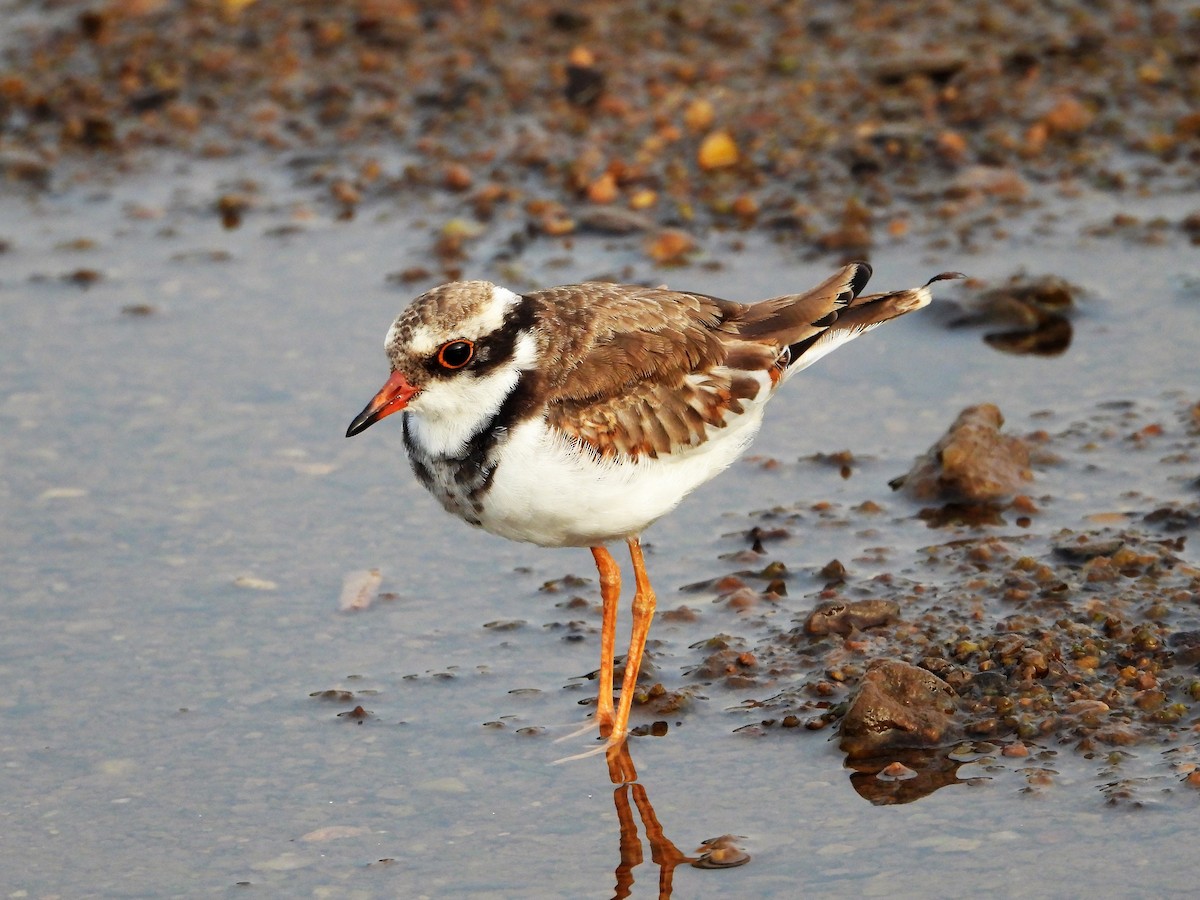 Black-fronted Dotterel - Leah Drummond