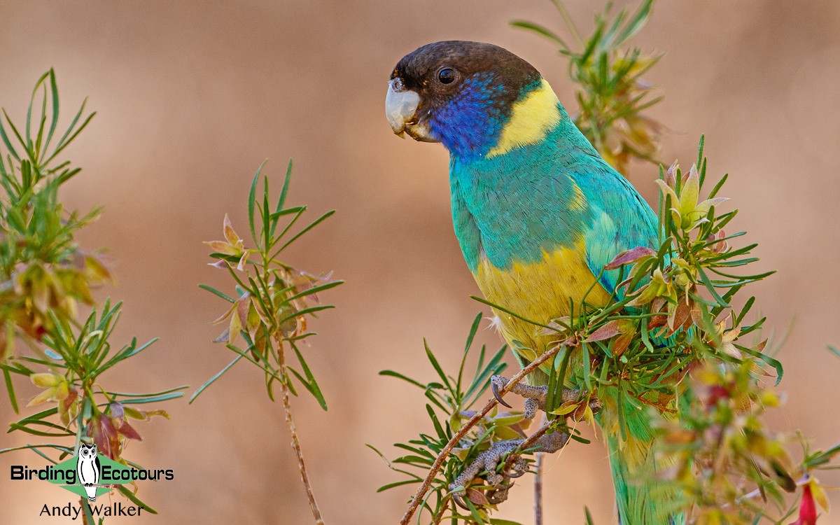 Australian Ringneck (Port Lincoln) - Andy Walker - Birding Ecotours