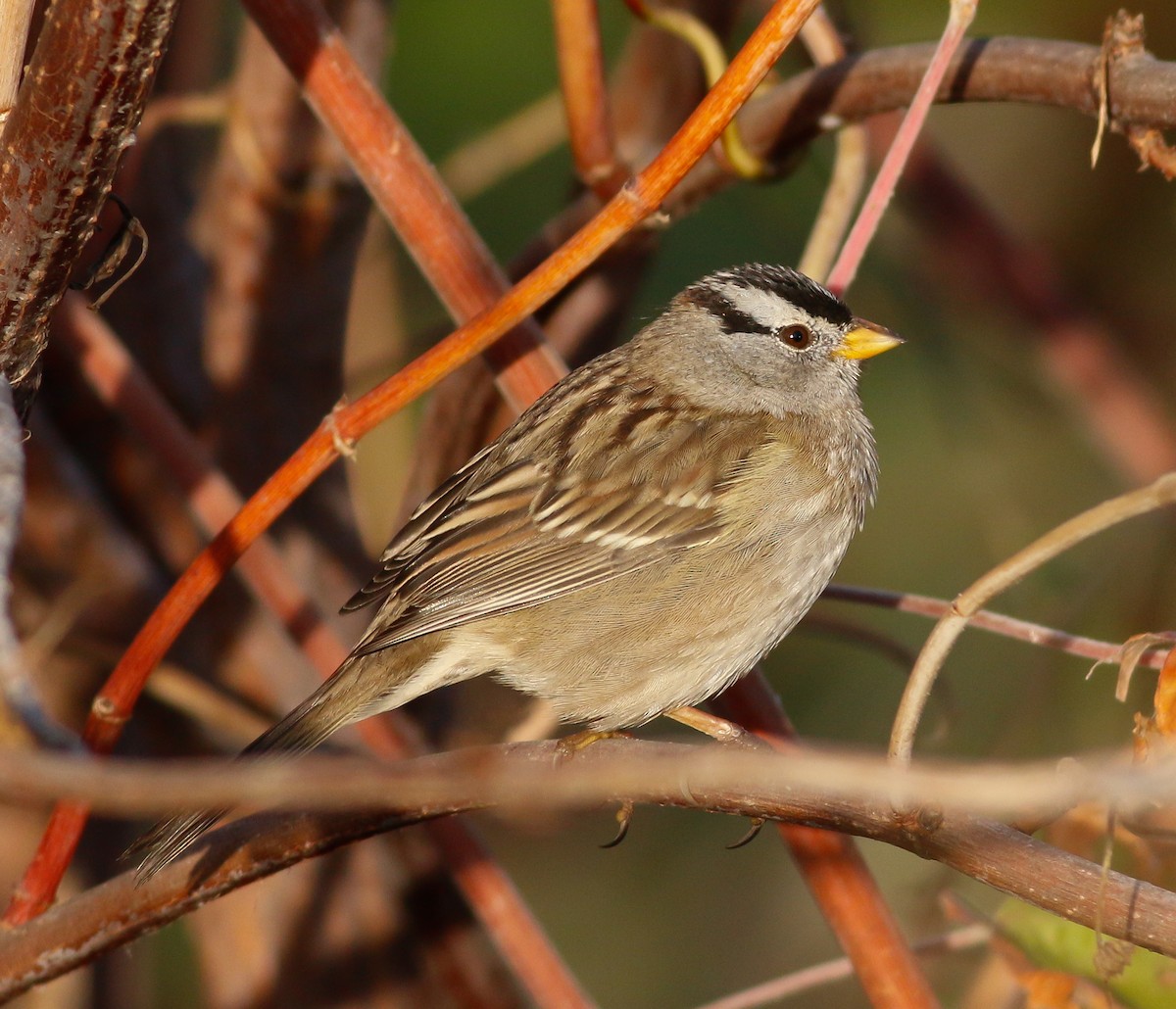 White-crowned Sparrow (pugetensis) - Kirk Swenson