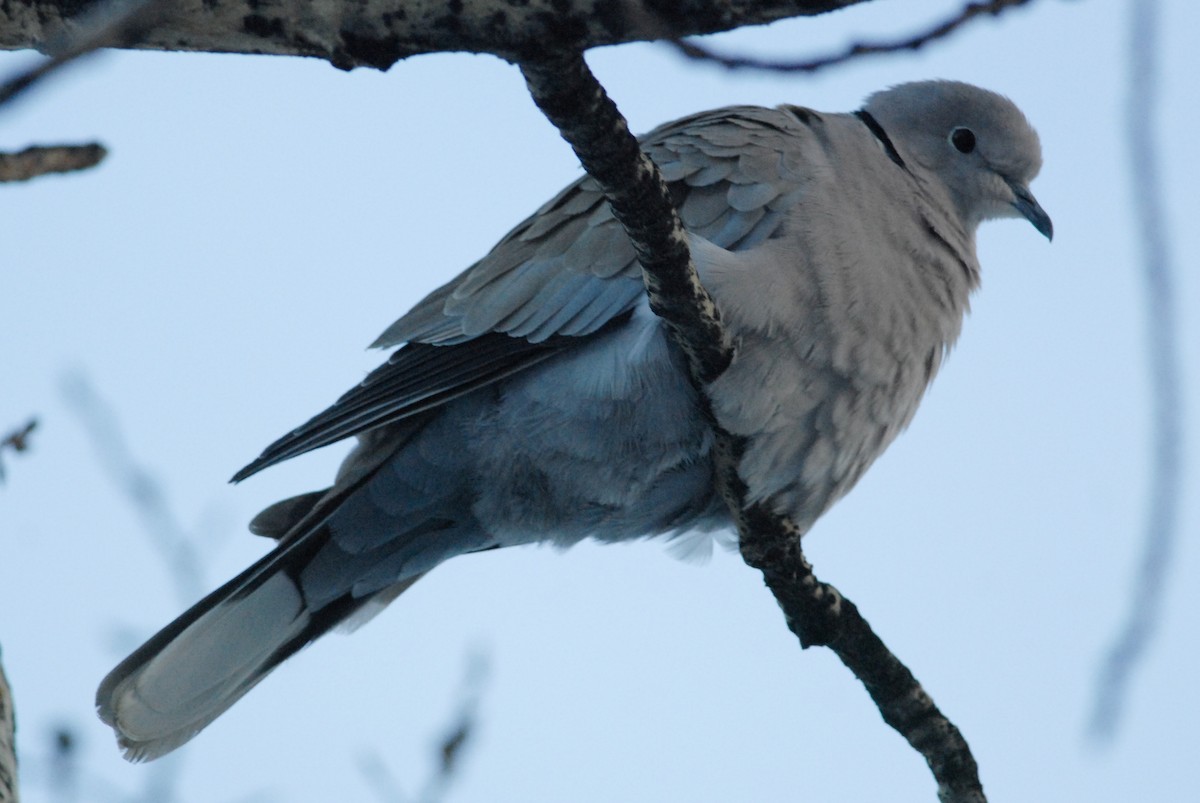 Eurasian Collared-Dove - ML188478471