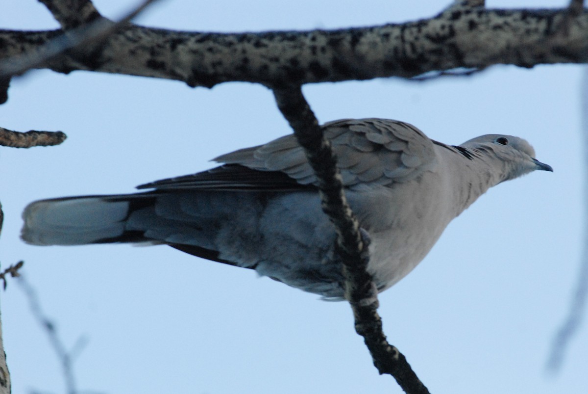 Eurasian Collared-Dove - ML188478481