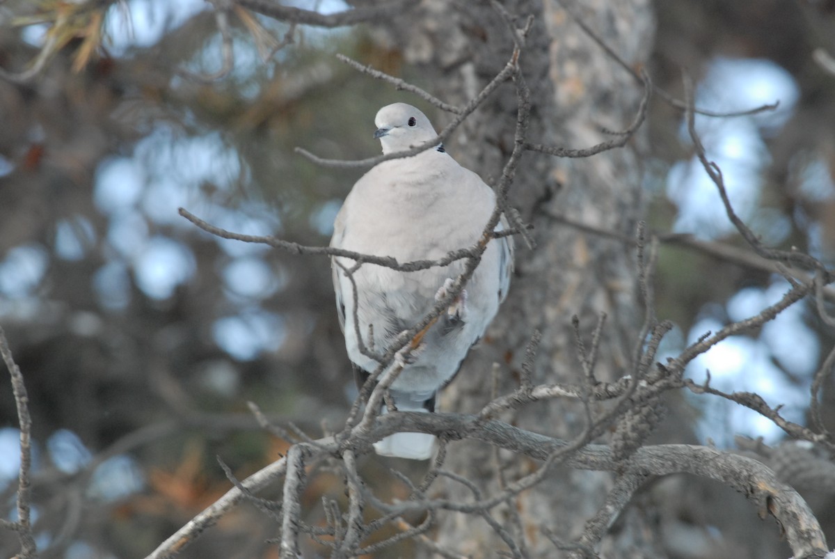 Eurasian Collared-Dove - ML188478861