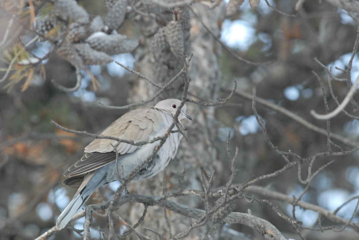 Eurasian Collared-Dove - ML188478871