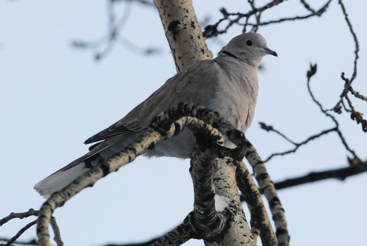 Eurasian Collared-Dove - ML188478991