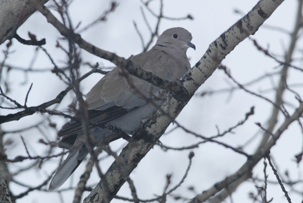 Eurasian Collared-Dove - ML188479471
