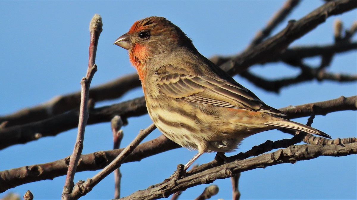 House Finch - Christopher Frick