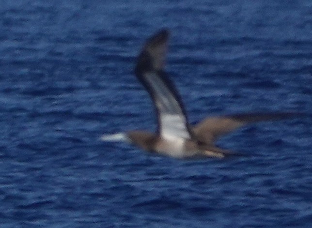 Brown Booby - ML188481661