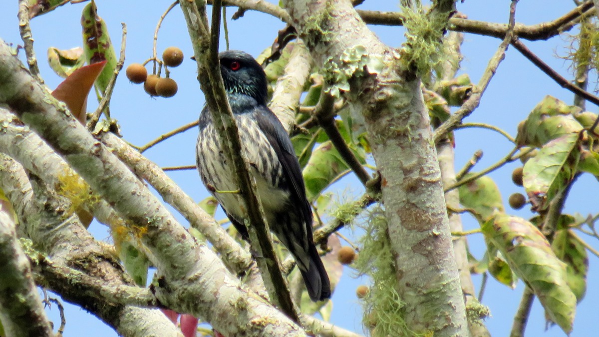 Short-tailed Starling - ML188483131