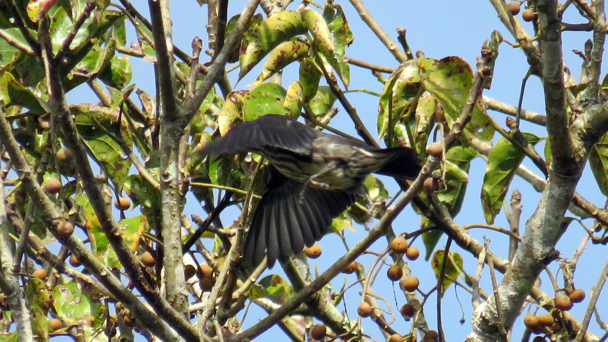 Short-tailed Starling - ML188483161