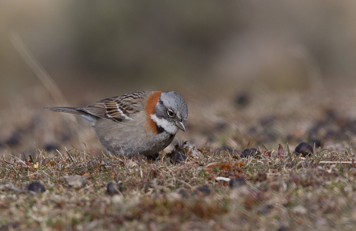 Rufous-collared Sparrow (Patagonian) - Santiago Imberti