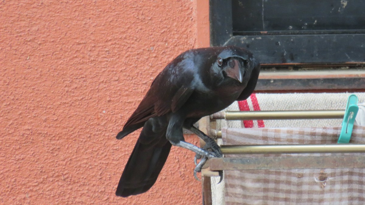 Large-billed Crow - ML188492041