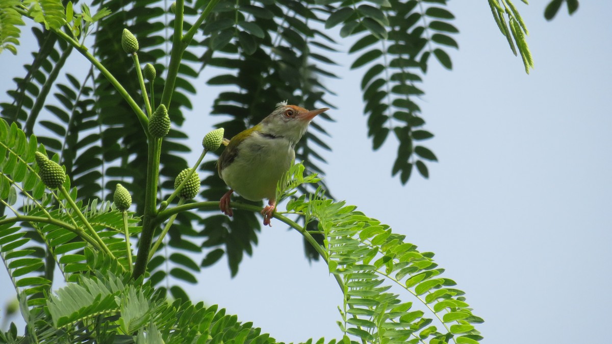 Common Tailorbird - Dinesh Sharma