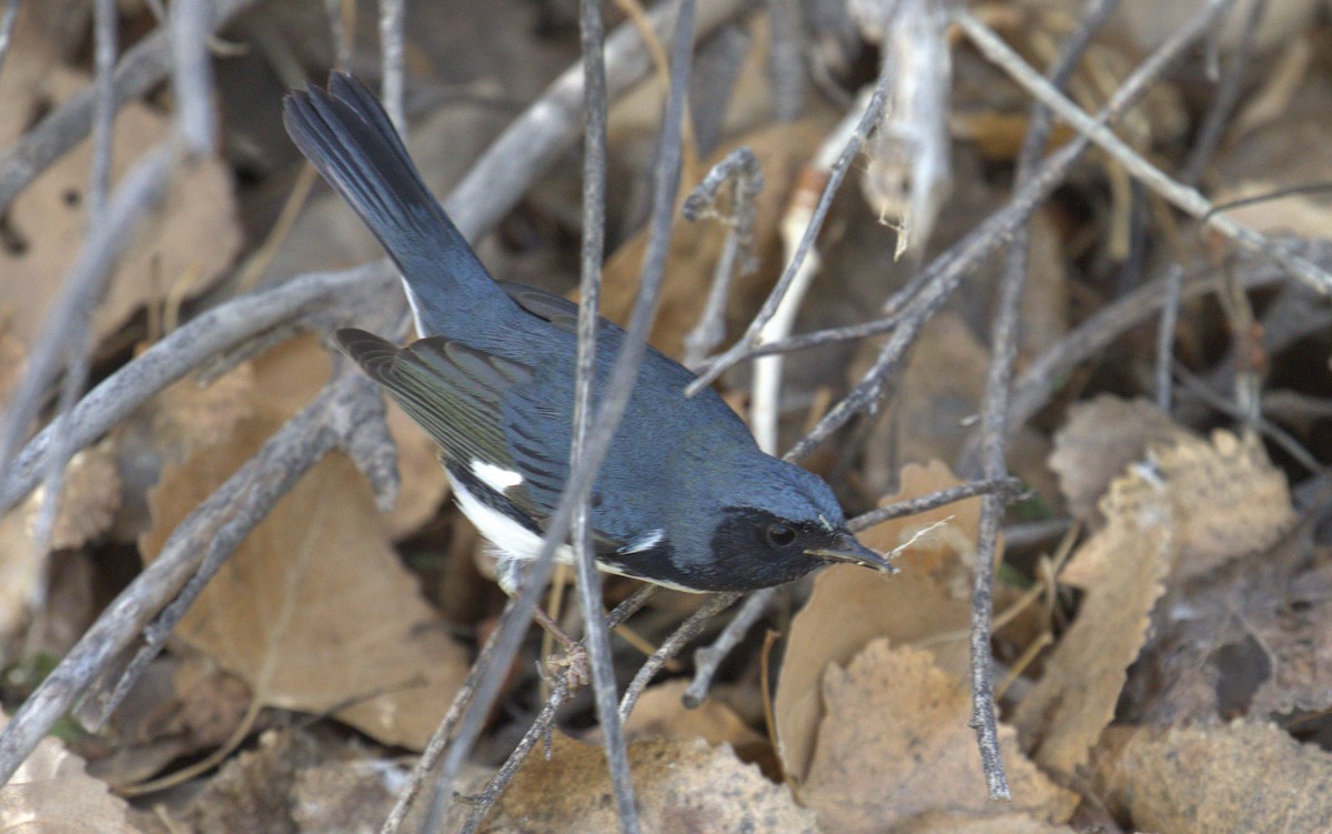 Black-throated Blue Warbler - ML188493541
