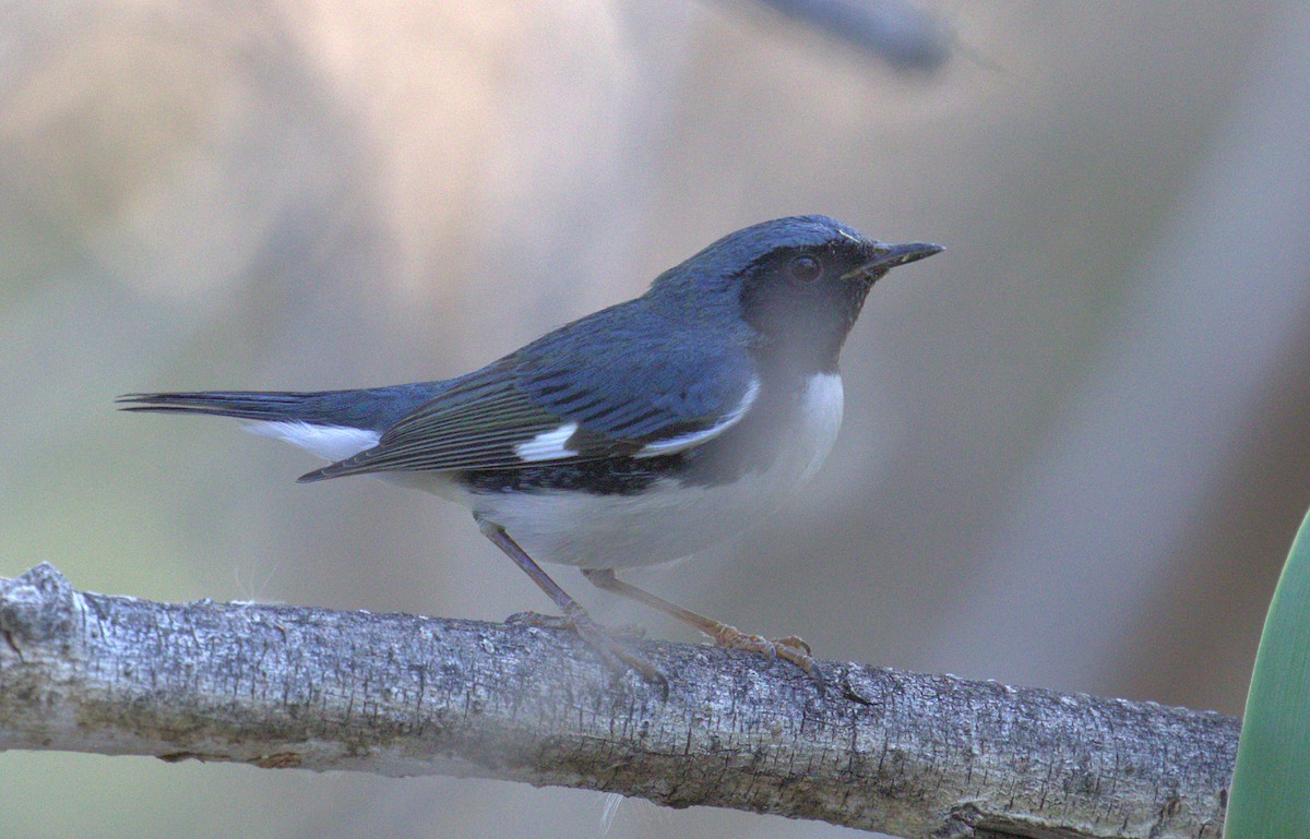 Black-throated Blue Warbler - ML188493651