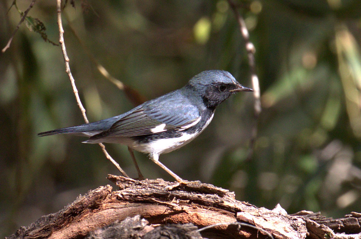 Black-throated Blue Warbler - ML188493661