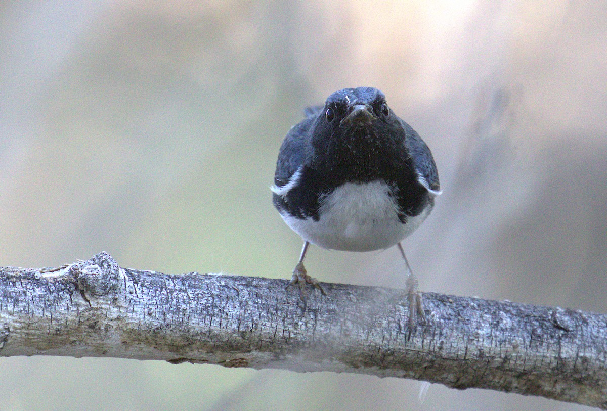 Black-throated Blue Warbler - ML188493691