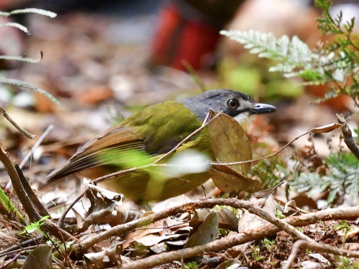 Green-backed Robin - Anonymous