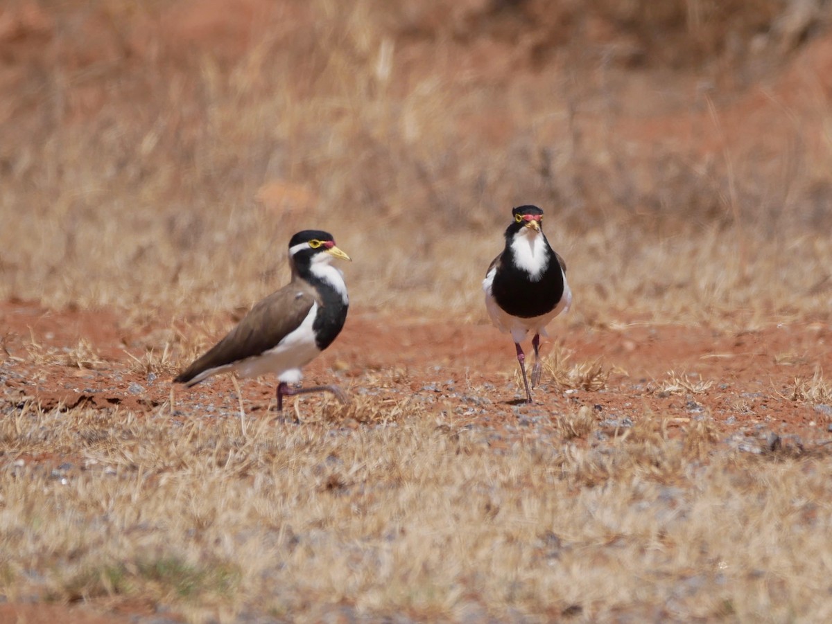 Banded Lapwing - ML188494391