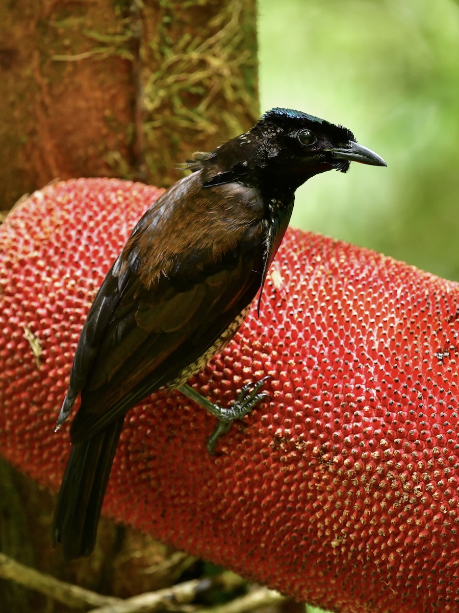 Wondiwoi-Kragenparadiesvogel - ML188498381