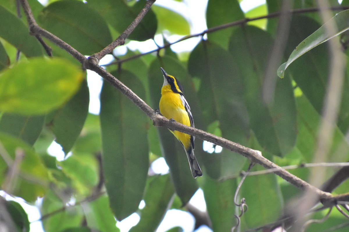 Yellow-breasted Boatbill - ML188498431