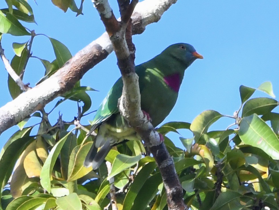 Claret-breasted Fruit-Dove - Anonymous