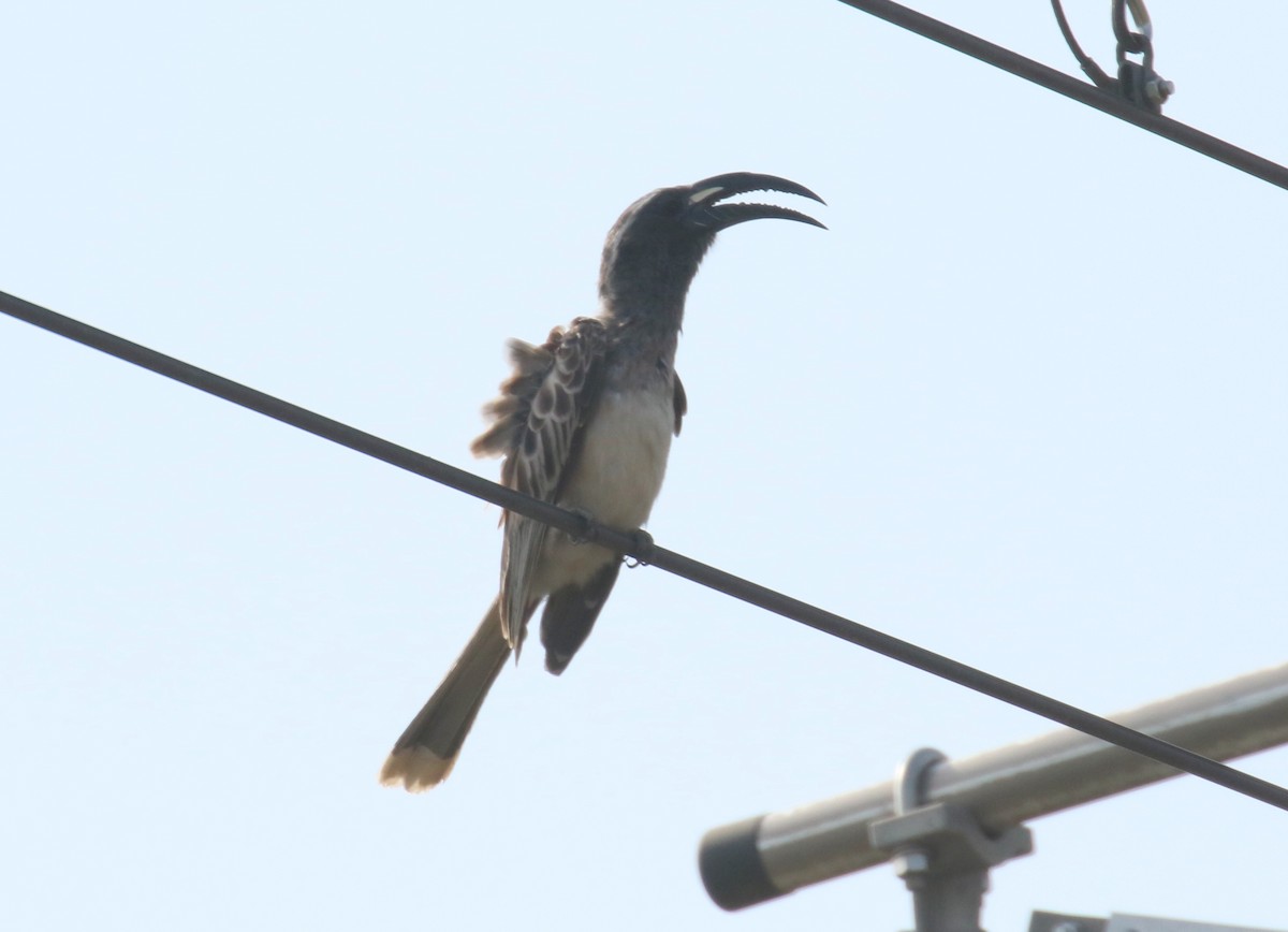 African Gray Hornbill - ML188502161