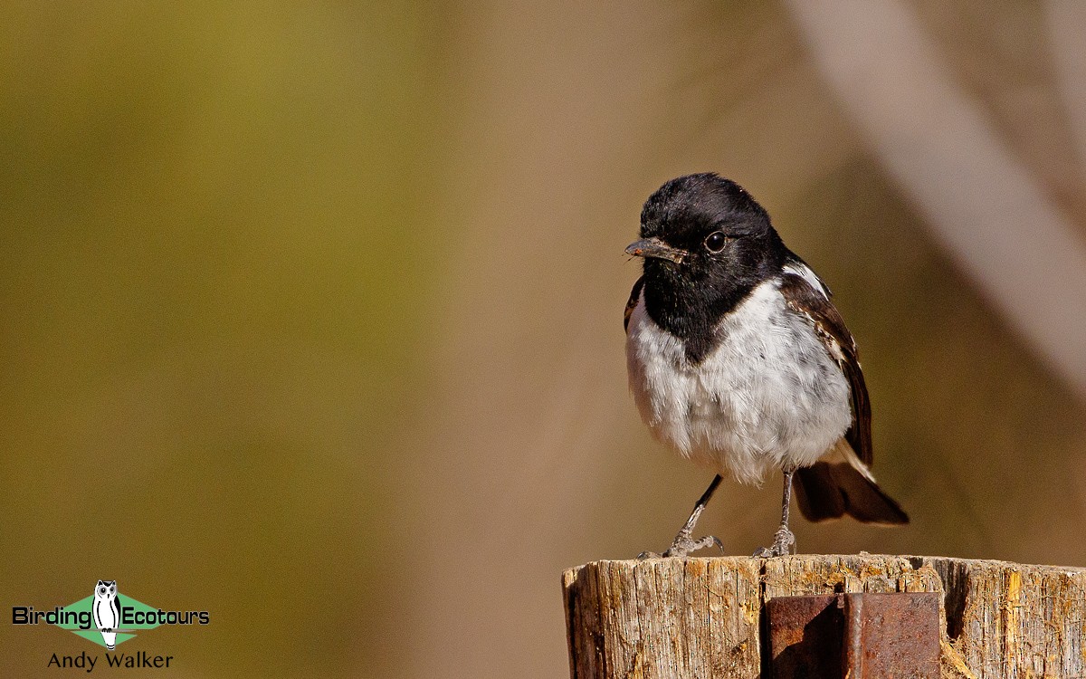 Hooded Robin - Andy Walker - Birding Ecotours