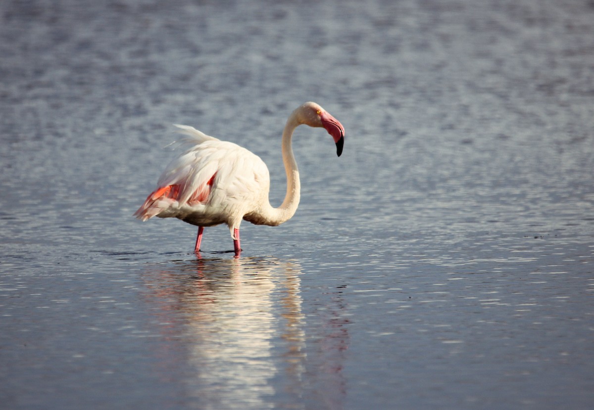 Greater Flamingo - ML188508291
