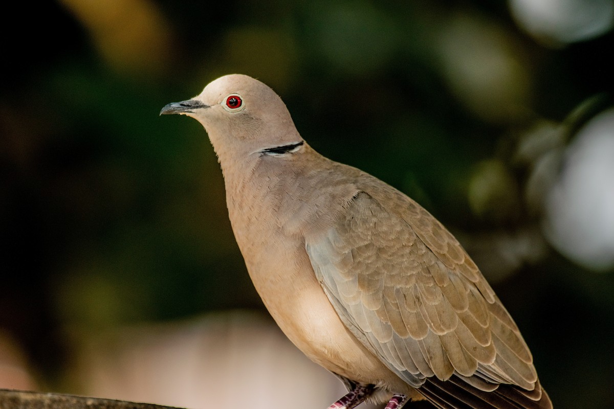 Eurasian Collared-Dove - Dr. Pankaj Chibber