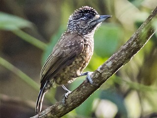  - Spotted Piculet