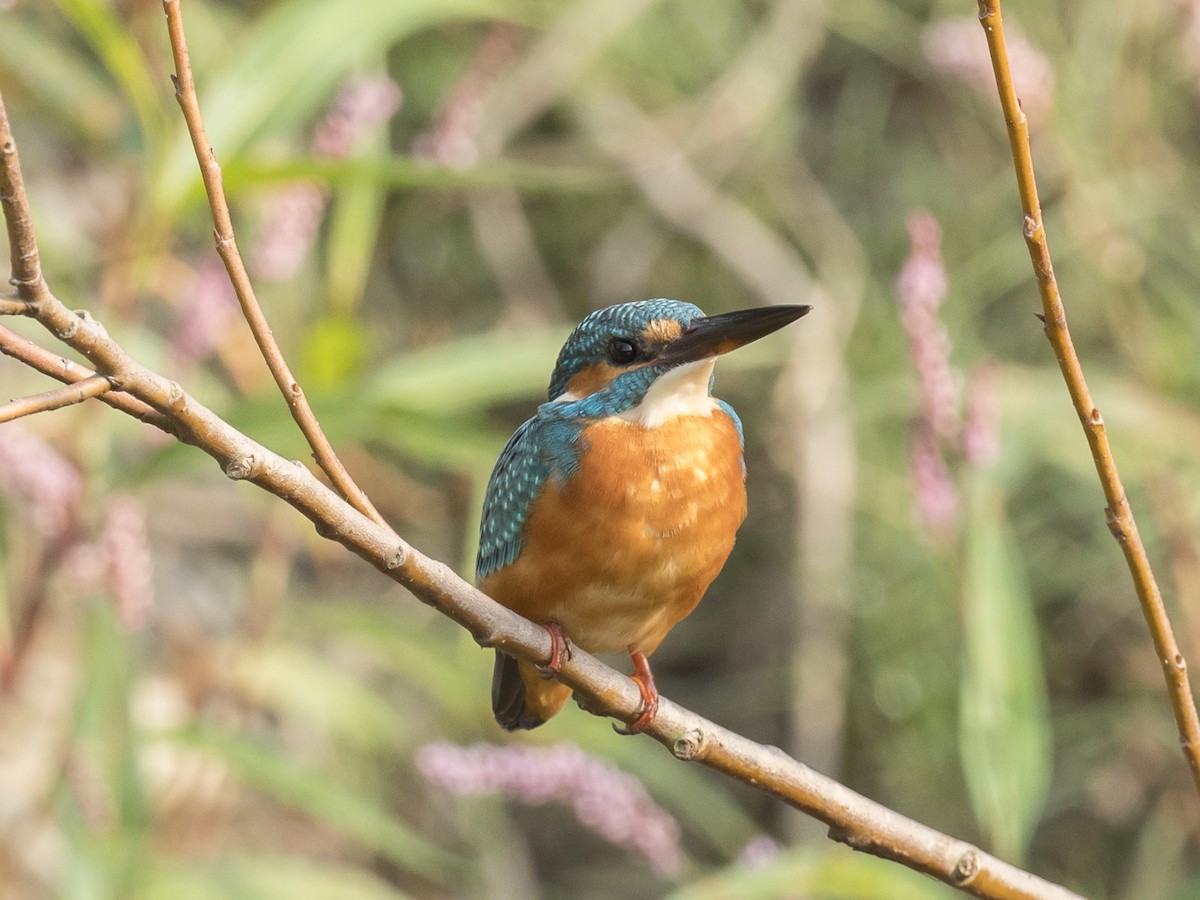 Common Kingfisher - Subhadra Devi