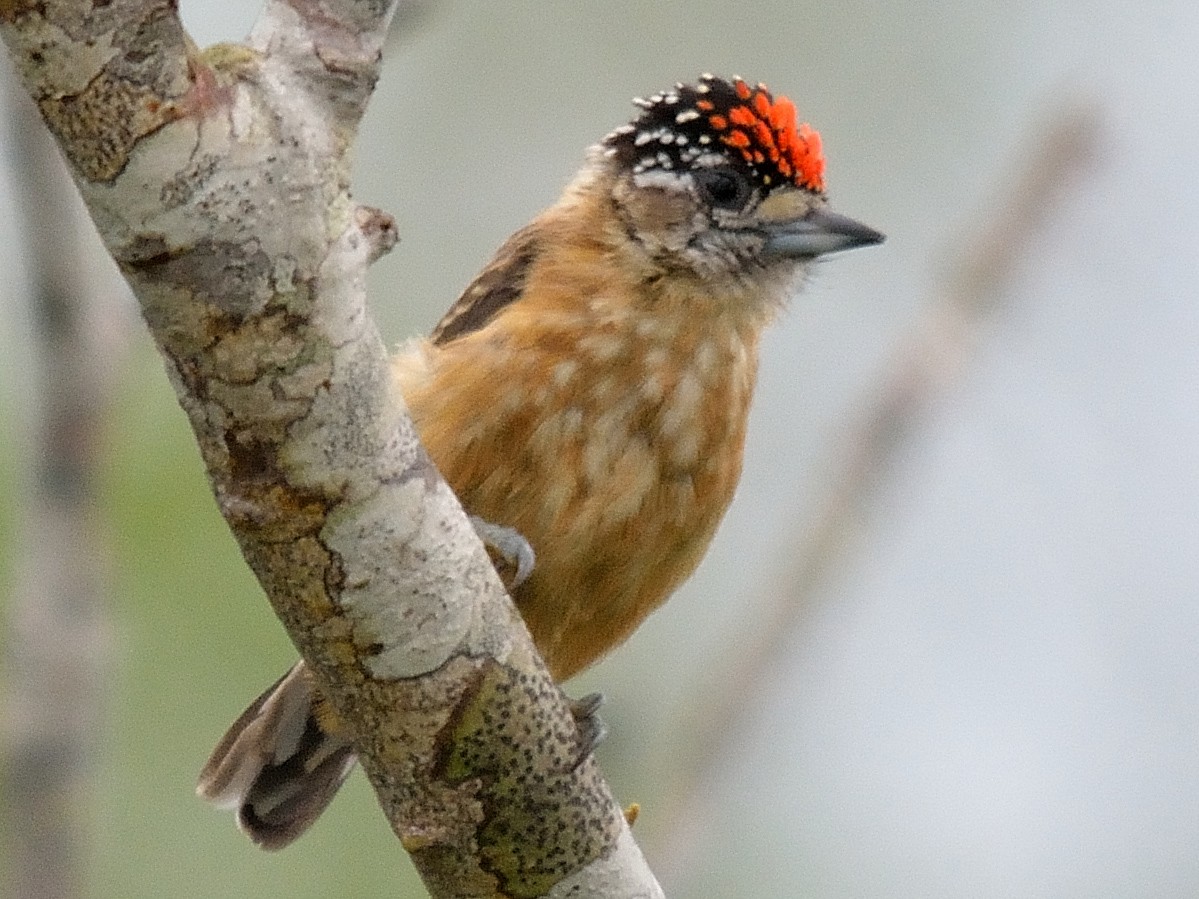 Pica-pau-anão-da-caatinga - eBird