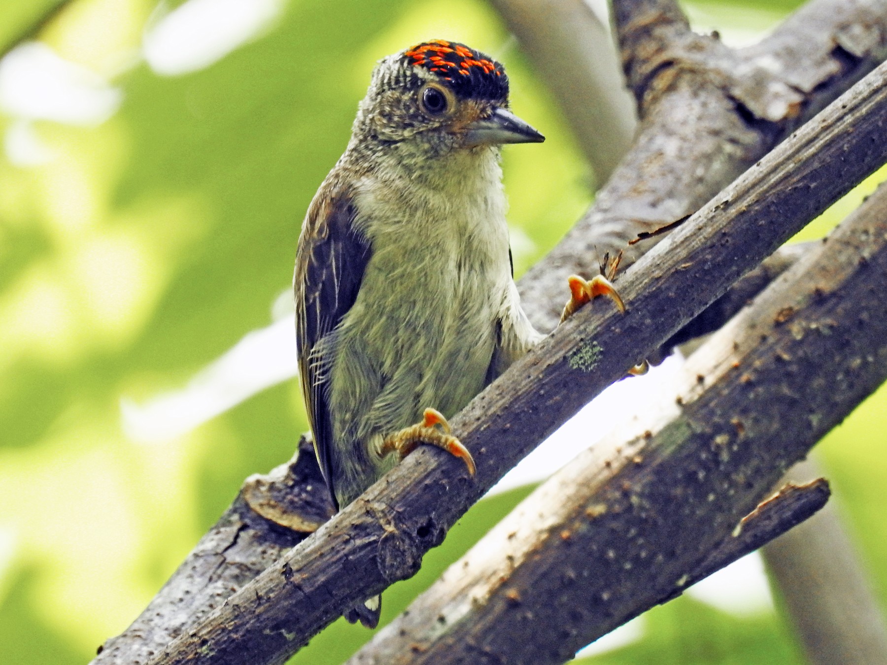 Plain-breasted Piculet - Luis Rodriguez