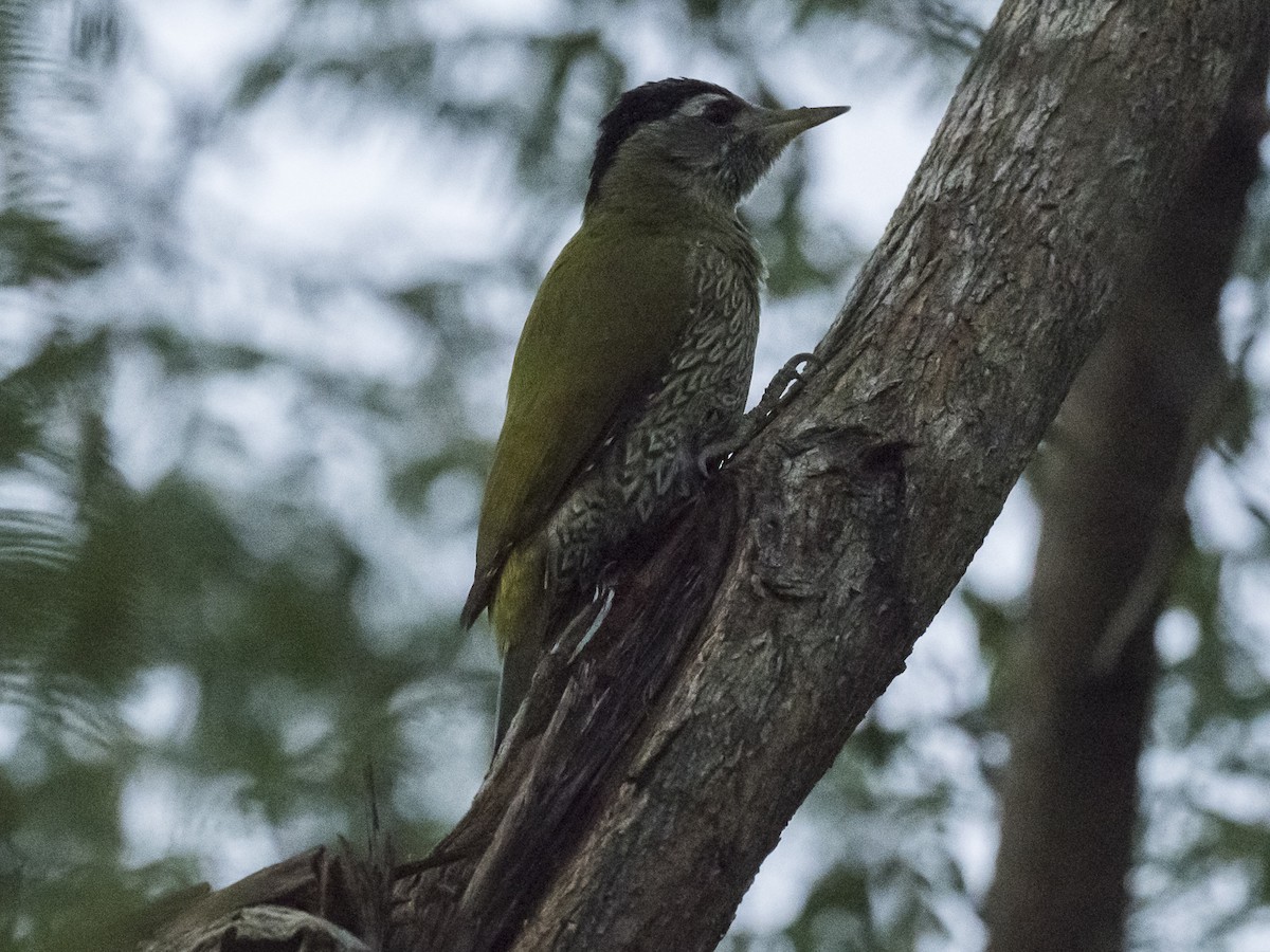 Streak-throated Woodpecker - Subhadra Devi