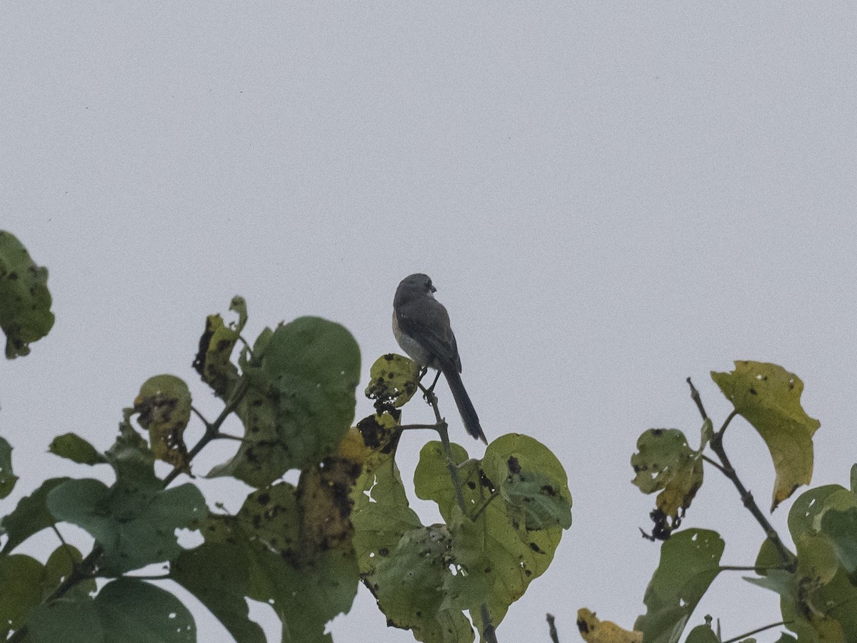 Long-tailed Shrike - Subhadra Devi