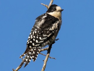  - White-fronted Woodpecker