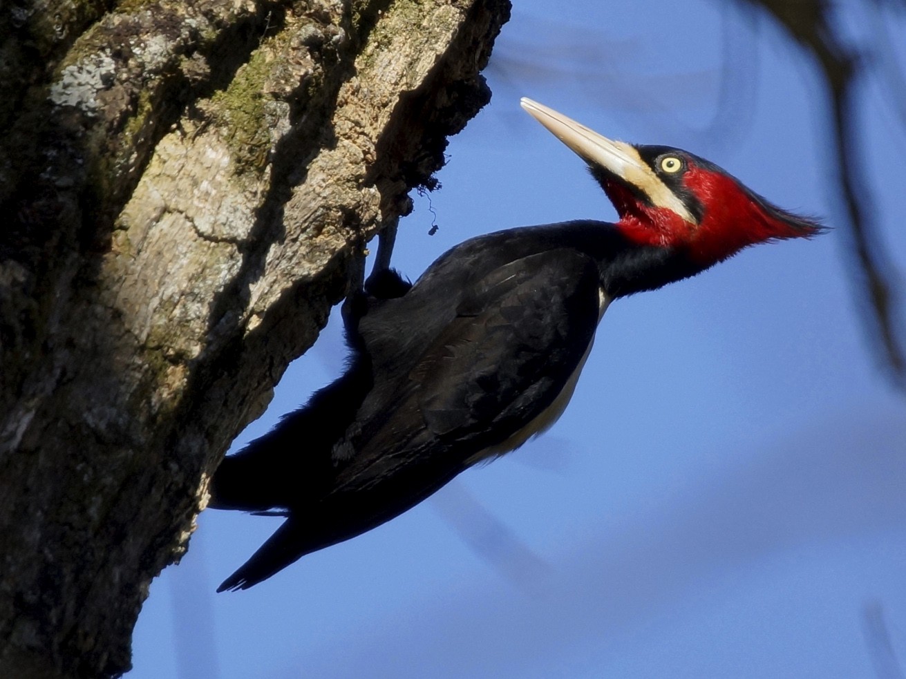 Cream-backed Woodpecker - Ernesto Ruggeri