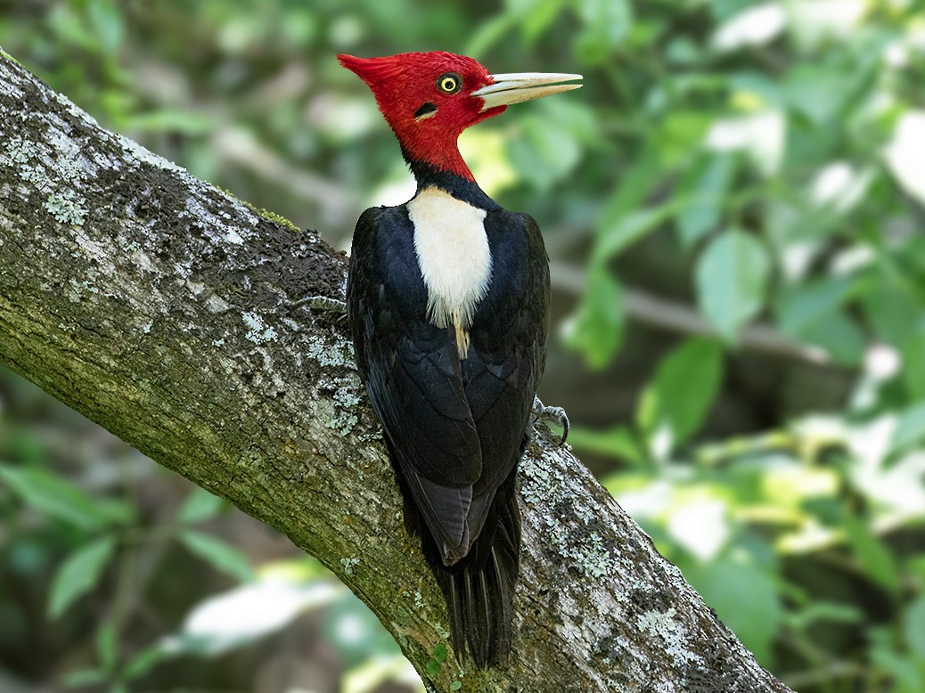Cream-backed Woodpecker - Alexandre Gualhanone