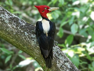  - Cream-backed Woodpecker