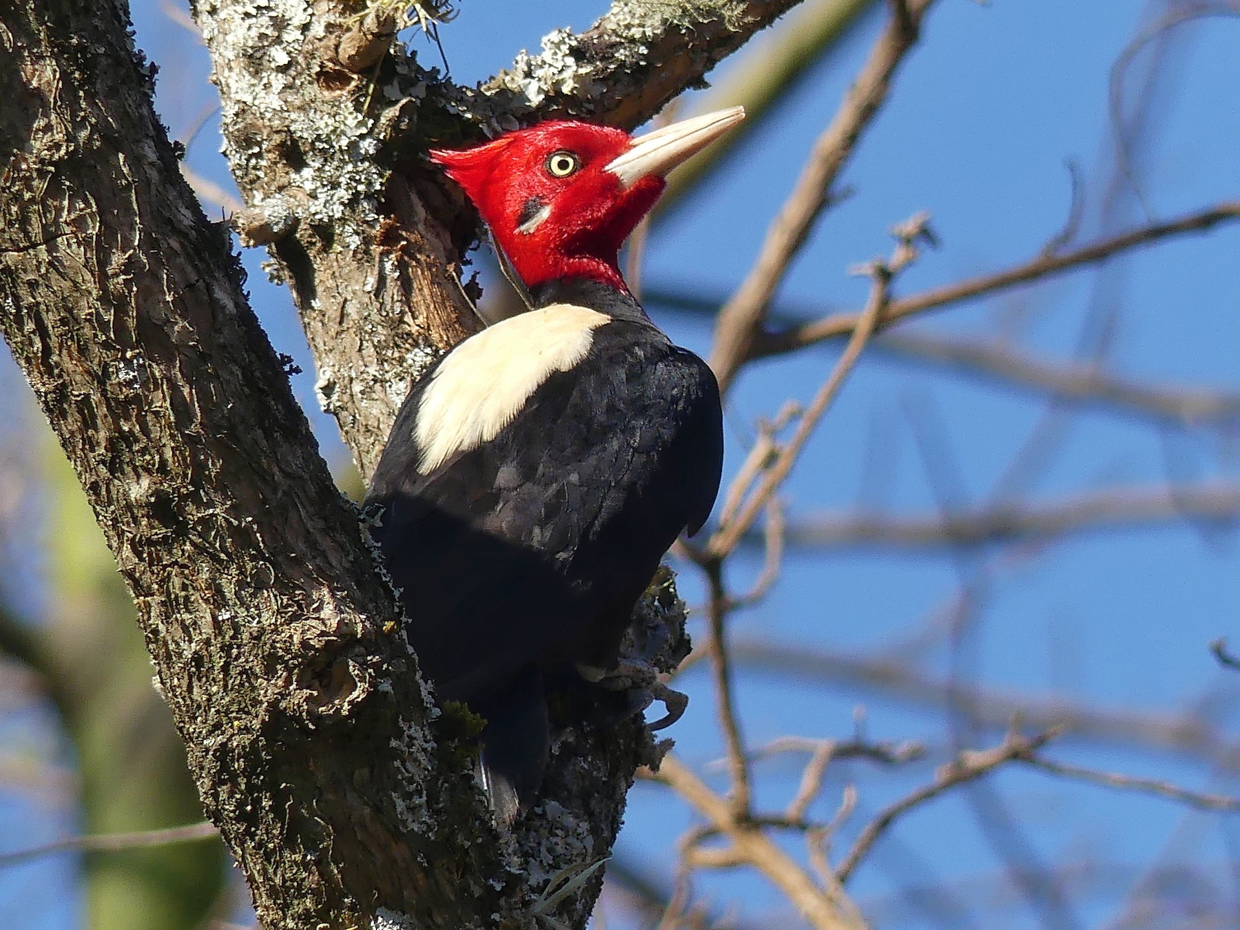 Cream-backed Woodpecker - Jorge  Quiroga