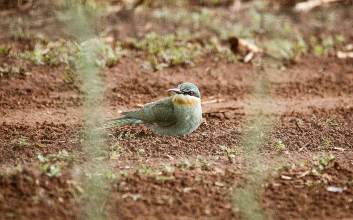 Blue-cheeked Bee-eater - Jo Morrison